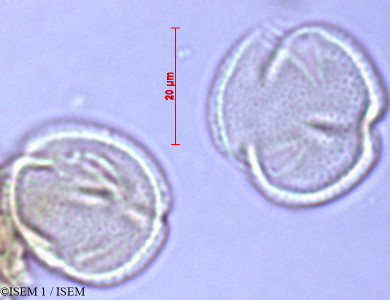 ISEM 1/Eschweilera_andina_29438/Eschweilera_andina_29438_0001(copy)_thumb.jpg